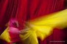 Une photo de la galerie SPLENDEUR ET MISERE DE LA COULEUR 1